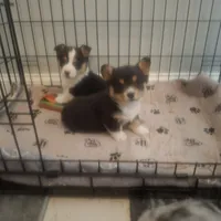 CKC Adelaide, a female Pembroke Welsh Corgi for sale in Rome, GA – Photo 8 of 9