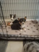 CKC Adelaide, a female Pembroke Welsh Corgi for sale in Rome, GA – Photo 8 of 9