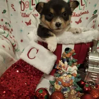 CKC Adelaide, a female Pembroke Welsh Corgi for sale in Rome, GA – Photo 3 of 9