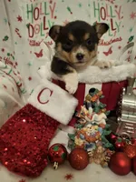 CKC Adelaide, a female Pembroke Welsh Corgi for sale in Rome, GA – Photo 3 of 9