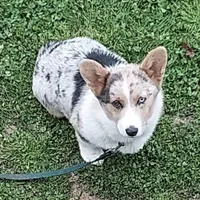 CKC Adelaide, a female Pembroke Welsh Corgi for sale in Rome, GA – Photo 6 of 9