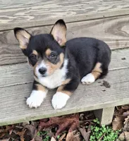 CKC Adelaide, a female Pembroke Welsh Corgi for sale in Rome, GA – Photo 5 of 9