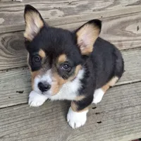 CKC Adelaide, a female Pembroke Welsh Corgi for sale in Rome, GA – Photo 1 of 9