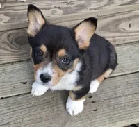 CKC Adelaide, a female Pembroke Welsh Corgi for sale in Rome, GA – Photo 1 of 9