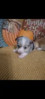 CKC Dolly, a female Pembroke Welsh Corgi for sale in Rome, GA – 2 of 2