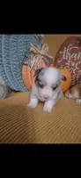 CKC Ella, a female Pembroke Welsh Corgi for sale in Rome, GA – 2 of 2