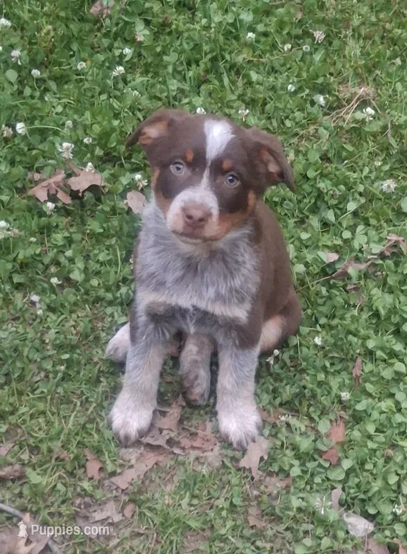 Beth – Australian Cattle Dog, Australian Shepherd puppy for sale in Rome, GA