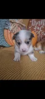 CKC Wrangler , a male Pembroke Welsh Corgi for sale in Rome, GA – 2 of 2