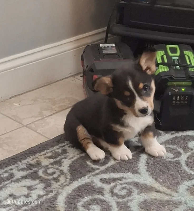 CKC Rocky – Pembroke Welsh Corgi puppy for sale in Rome, GA