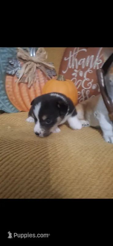 CKC Rocky – Pembroke Welsh Corgi puppy for sale in Rome, GA