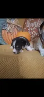 CKC Rocky, a male Pembroke Welsh Corgi for sale in Rome, GA – 1 of 2