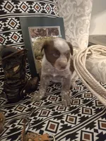 Gus, a male Australian Cattle Dog and Australian Shepherd for sale in Rome, GA – 4 of 8