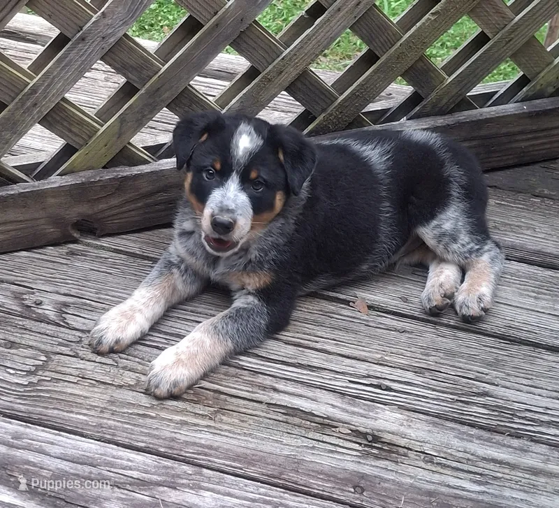 Spencer – Australian Cattle Dog, Australian Shepherd puppy for sale in Rome, GA