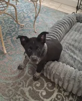 Judd, a male Australian Cattle Dog and Australian Shepherd for sale in Rome, GA – 5 of 10