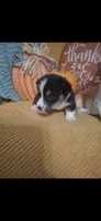 CKC Rocky, a male Pembroke Welsh Corgi for sale in Rome, GA – 2 of 2