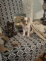 Annie, a female Australian Cattle Dog and Australian Shepherd for sale in Rome, GA – Photo 4 of 7
