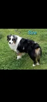 Annie, a female Australian Cattle Dog and Australian Shepherd for sale in Rome, GA – Photo 5 of 7