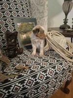 Annie, a female Australian Cattle Dog and Australian Shepherd for sale in Rome, GA – Photo 3 of 7