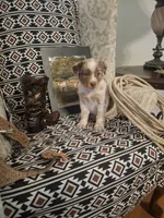 Annie, a female Australian Cattle Dog and Australian Shepherd for sale in Rome, GA – Photo 2 of 7
