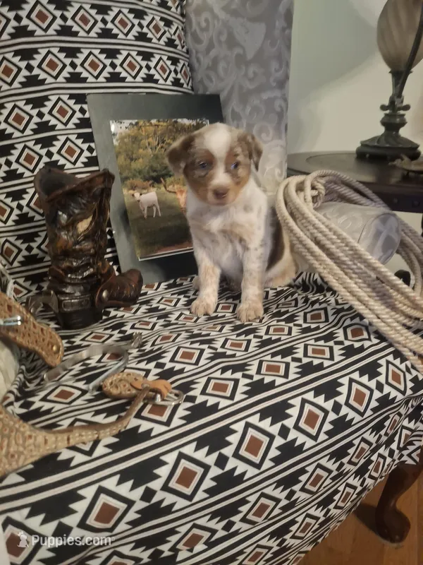 Annie – Australian Cattle Dog, Australian Shepherd puppy for sale in Rome, GA