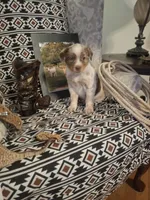 Annie, a female Australian Cattle Dog and Australian Shepherd for sale in Rome, GA – Photo 1 of 7