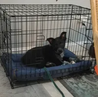 Judd, a male Australian Cattle Dog and Australian Shepherd for sale in Rome, GA – 4 of 10