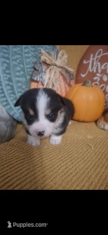 CKC Spur – Pembroke Welsh Corgi puppy for sale in Rome, GA