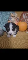 CKC Spur, a male Pembroke Welsh Corgi for sale in Rome, GA – 1 of 2