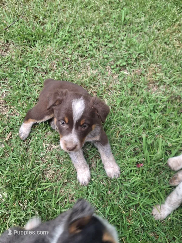 Beth – Australian Cattle Dog, Australian Shepherd puppy for sale in Rome, GA