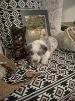 Rip, a male Australian Cattle Dog and Australian Shepherd for sale in Rome, GA – 3 of 6