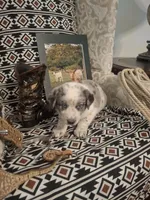 Rip, a male Australian Cattle Dog and Australian Shepherd for sale in Rome, GA – 2 of 6