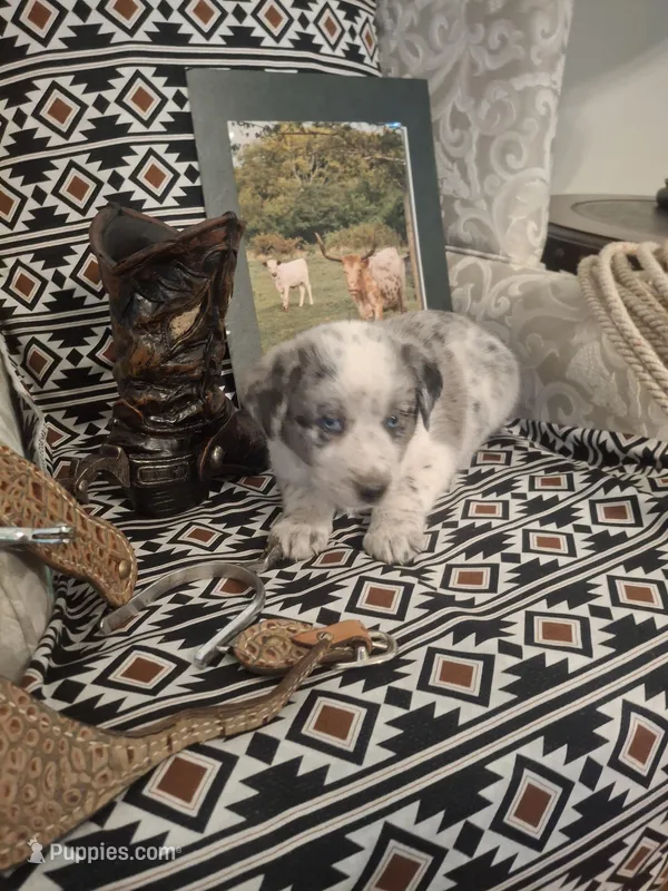 Rip – Australian Cattle Dog, Australian Shepherd puppy for sale in Rome, GA