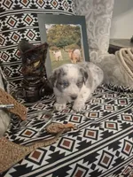 Rip, a male Australian Cattle Dog and Australian Shepherd for sale in Rome, GA – 1 of 6