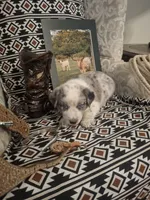 Rip, a male Australian Cattle Dog and Australian Shepherd for sale in Rome, GA – 4 of 6