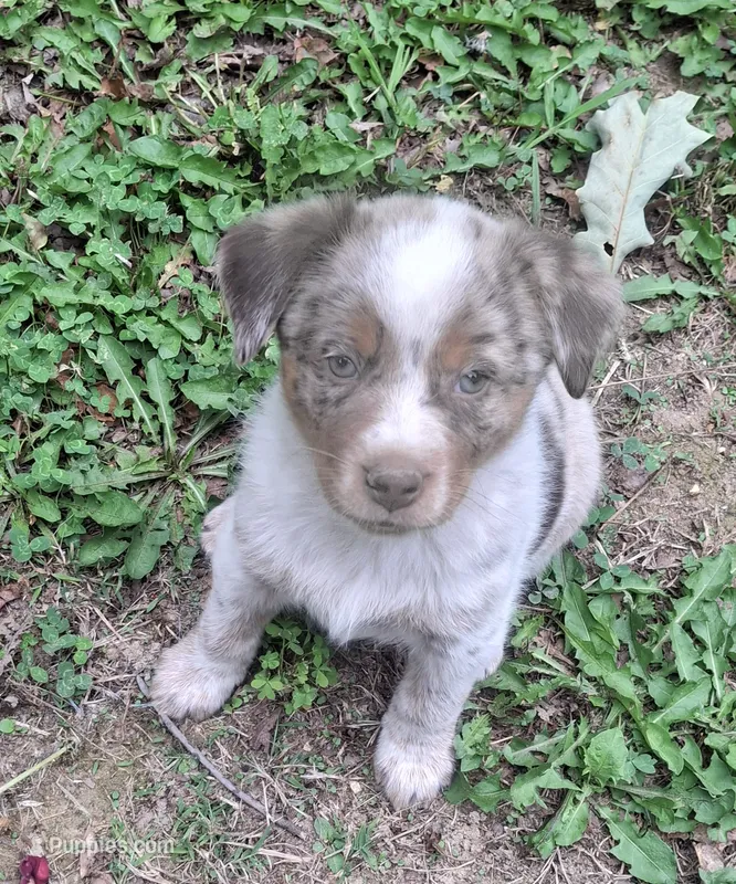 Annie – Australian Cattle Dog, Australian Shepherd puppy for sale in Rome, GA