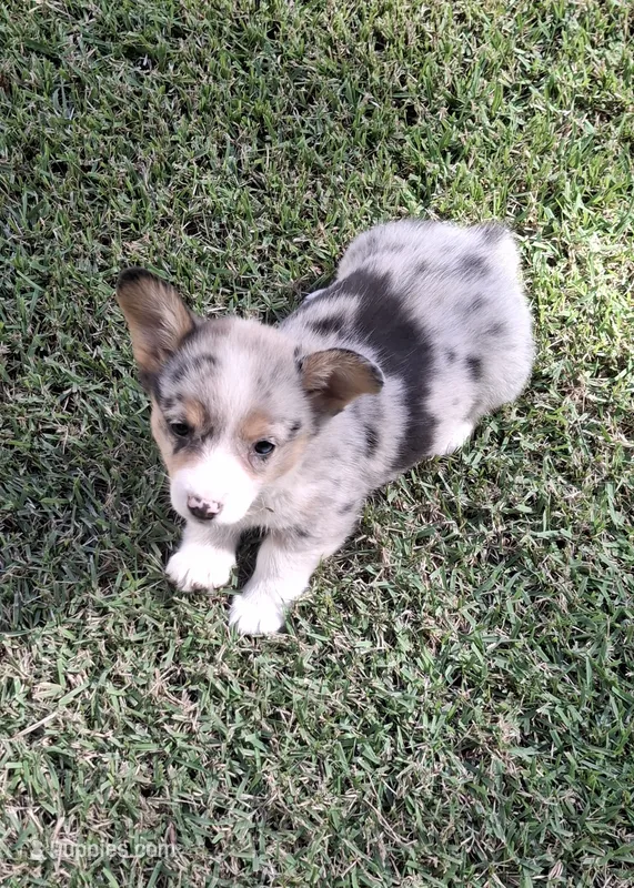 CKC Dolly – Pembroke Welsh Corgi puppy for sale in Rome, GA