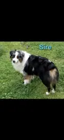 Gus, a male Australian Cattle Dog and Australian Shepherd for sale in Rome, GA – 6 of 8