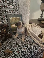 Belle, a female Australian Cattle Dog and Australian Shepherd for sale in Rome, GA – 2 of 8