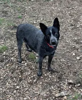 Belle, a female Australian Cattle Dog and Australian Shepherd for sale in Rome, GA – 7 of 8