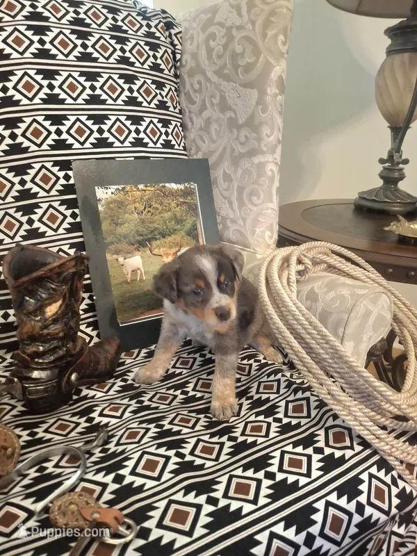 Belle – Australian Cattle Dog, Australian Shepherd puppy for sale in Rome, GA