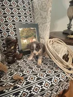 Belle, a female Australian Cattle Dog and Australian Shepherd for sale in Rome, GA – 5 of 8