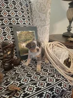 Belle, a female Australian Cattle Dog and Australian Shepherd for sale in Rome, GA – 3 of 8