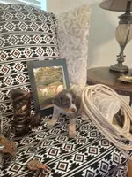 Belle, a female Australian Cattle Dog and Australian Shepherd for sale in Rome, GA – 4 of 8