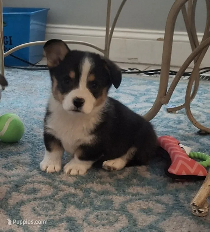 CKC Spur – Pembroke Welsh Corgi puppy for sale in Rome, GA