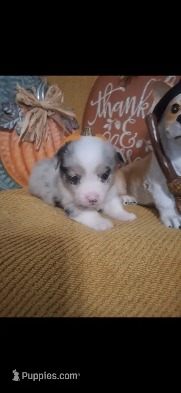 CKC Ella – Pembroke Welsh Corgi puppy for sale in Rome, GA