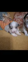CKC Ella, a female Pembroke Welsh Corgi for sale in Rome, GA – 1 of 2