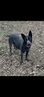 Gus, a male Australian Cattle Dog and Australian Shepherd for sale in Rome, GA – 7 of 8