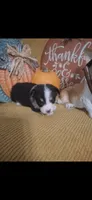 CKC Spur, a male Pembroke Welsh Corgi for sale in Rome, GA – 2 of 2
