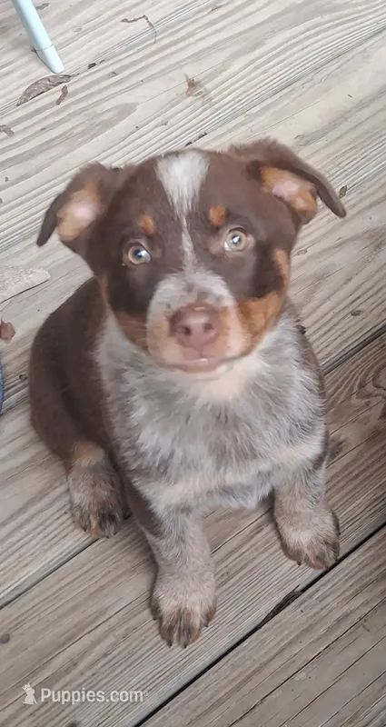 Beth – Australian Cattle Dog, Australian Shepherd puppy for sale in Rome, GA