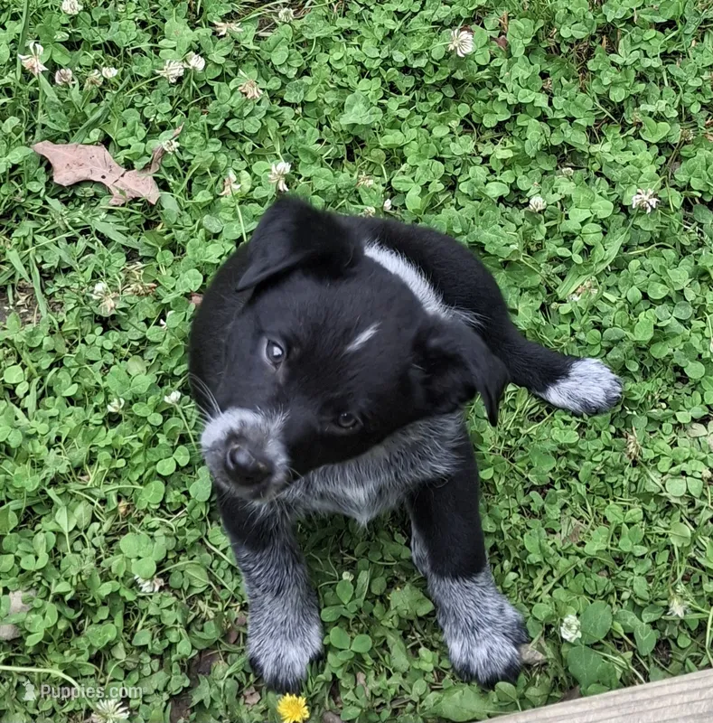 Judd – Australian Cattle Dog, Australian Shepherd puppy for sale in Rome, GA